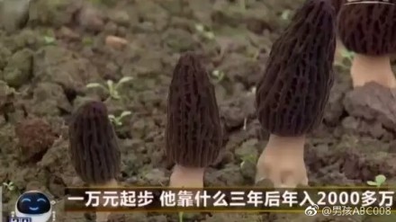 囧哥:贫穷限制我想象力!梦幻婚礼现场哪办的 新郎家 囧哥:贫穷限制我想象力!梦幻婚礼现场哪办的 新郎家图片
