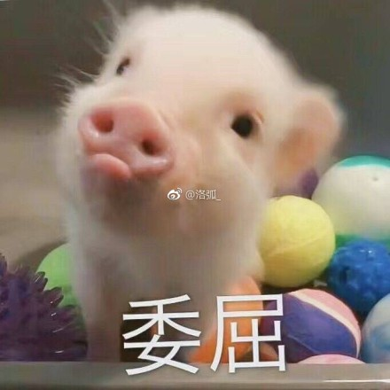 囧哥午间版:切记佛系追星千手观音 今朝死忠明日无情 囧哥午间版:切记佛系追星千手观音 今朝死忠明日无情图片
