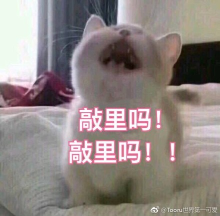 囧哥午间版:网络上幽默风趣,现实中就更怂得一匹 囧哥午间版:网络上幽默风趣,现实中就更怂得一匹图片