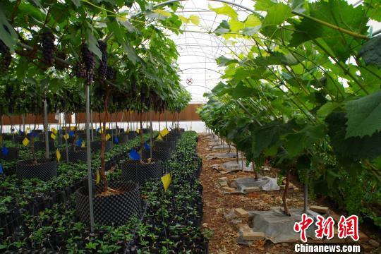 图为华侨庄园“无土栽培”葡萄种植基地 陈静 摄