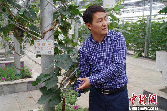 图为孙永斌介绍基地培育的葡萄品种 陈静 摄
