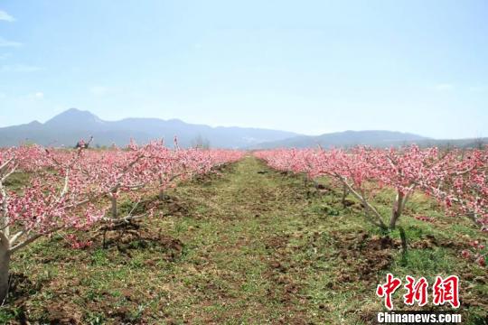 资料图,图为丽江雪桃种植基地。 丽江外宣办供图