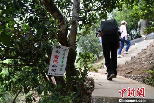 图为云南临沧的一棵古茶树。任东 摄