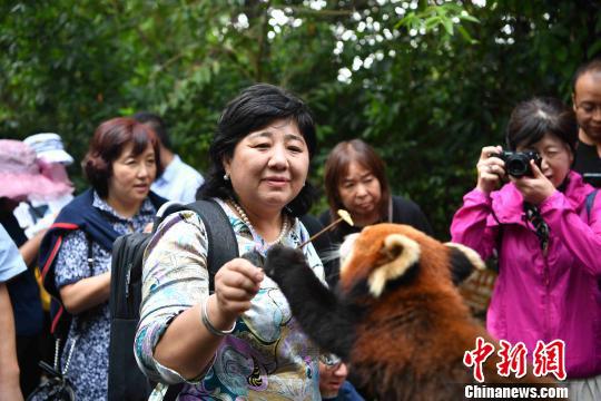 海外华文媒体在太阳河国家森林公园与长臂猿、小熊猫等野生动物亲密接触。 刘冉阳 摄