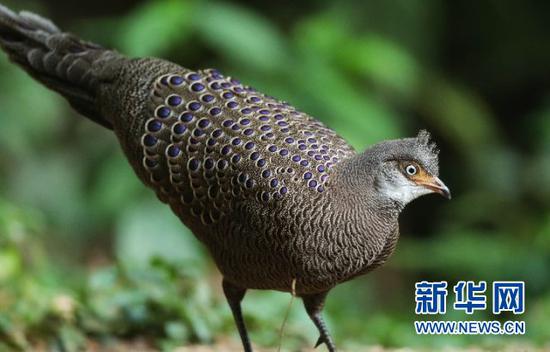 灰孔雀雉。盈江县观鸟协会会长 班鼎盈 摄/供图
