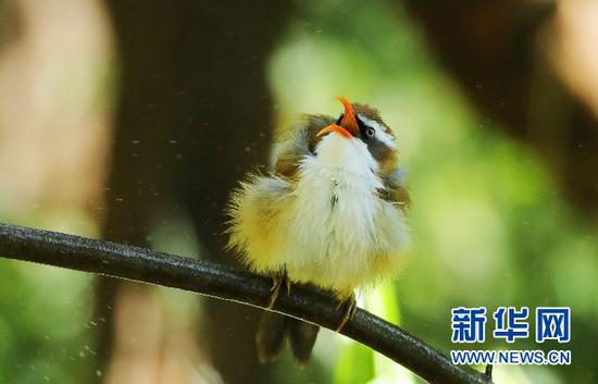 棕头钩嘴鹛。盈江县观鸟协会会长 班鼎盈 摄/供图