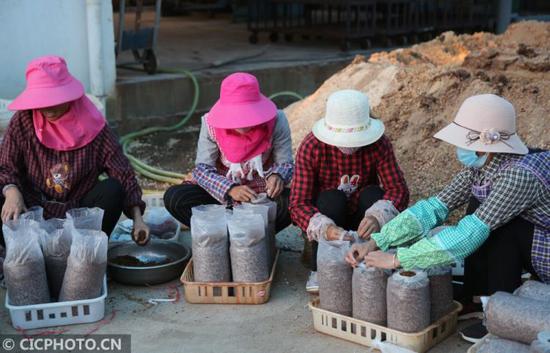 3月21日,丽江中源绿色食品有限公司职工在包装菌棒。CICPHOTO/梁志强 摄