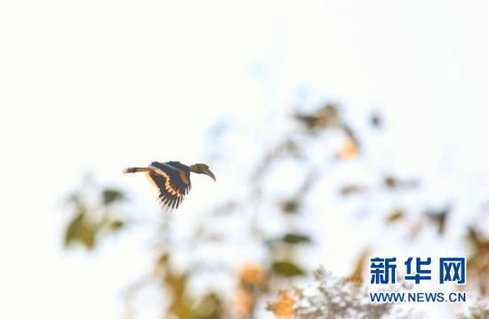 双角犀鸟。盈江县观鸟协会会长 班鼎盈 摄/供图