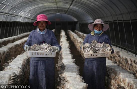 3月21日,丽江中源绿色食品有限公司职工在展示新采摘的平菇。CICPHOTO/梁志强 摄