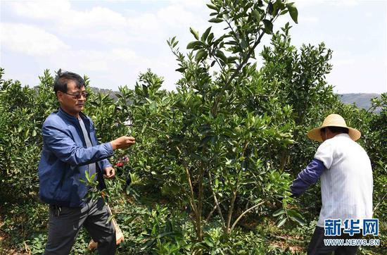 4月8日,在云南弥勒朋普镇可乐村的荒山上,工人在修剪柑橘树枝叶。新华社记者杨宗友摄