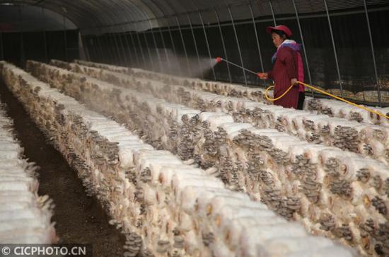 3月21日,丽江中源绿色食品有限公司职工在给食用菌喷水。CICPHOTO/梁志强 摄