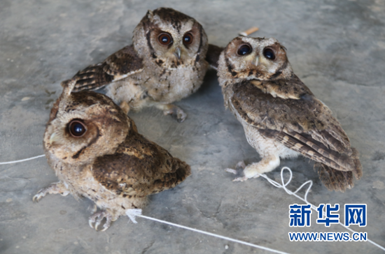 森林公安民警查获的三只领角鸮。