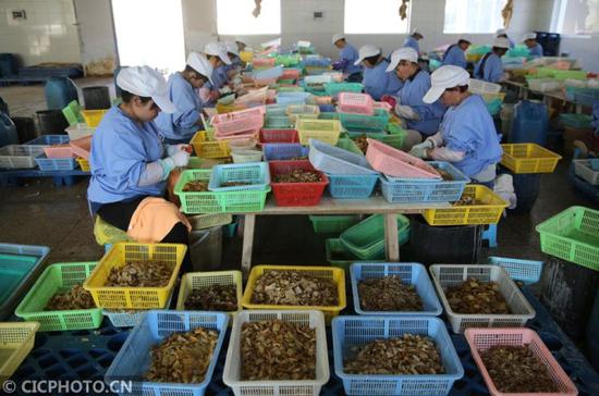 3月21日,丽江中源绿色食品有限公司职工在挑拣食用菌。CICPHOTO/梁志强 摄