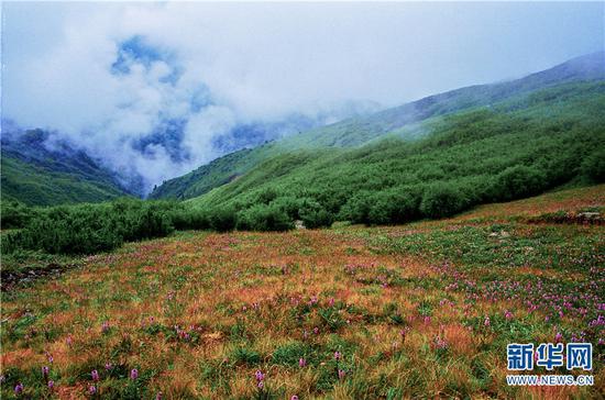 高黎贡山二脑子高山草甸。新华网发(艾怀森 摄)