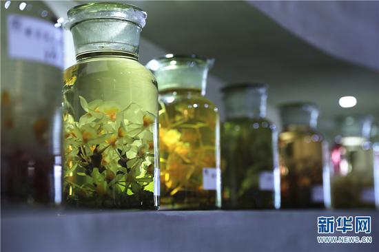 斛哥庄园里陈列着各个品种的石斛酒。新华网 丁凝 摄
