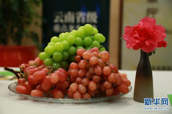 元谋“果先锋”牌葡萄。新华网 赵普凡 摄