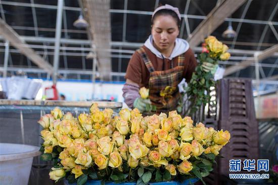 2月14日,在中国云南石林彝族自治县锦苑花卉产业园,工作人员准备对鲜花进行修枝、包装。 新华社记者 胡超 摄