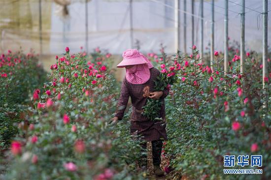 2月14日,在中国云南石林彝族自治县锦苑花卉产业园,一名花农采摘鲜花。 新华社记者 江文耀 摄