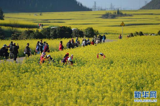 2月19日,云南省曲靖市罗平县百万亩油菜花竞相绽放,游客在此间游玩。新华社发(秦晴 摄)