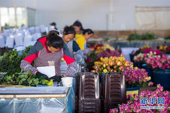 2月14日,在中国云南石林彝族自治县锦苑花卉产业园,工作人员对鲜花进行包装。 新华社记者 江文耀 摄