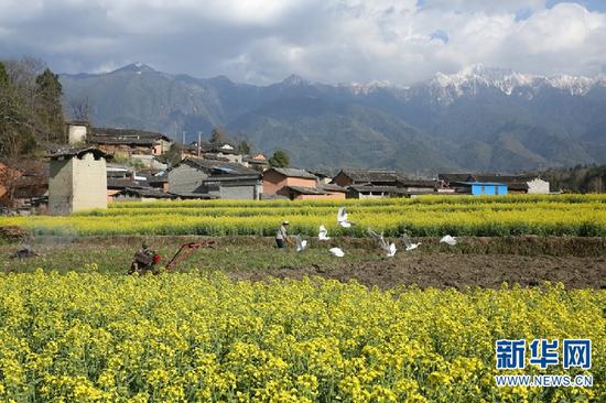 油菜花海成为了当地发展生态旅游、乡村旅游、促进农旅融合的自然资源。(刘正凡 摄)