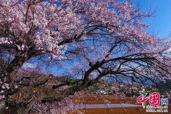 春来遍是桃花水,不辨仙源何处寻。——王维《桃源行》 摄影 崔永江