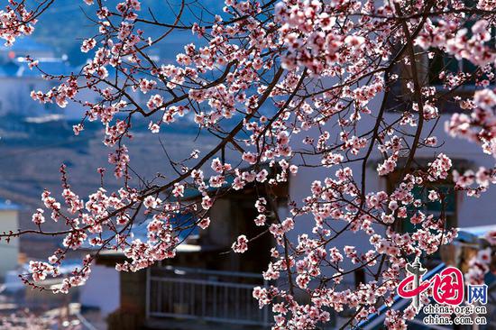 野店桃花红粉姿,陌头杨柳绿烟丝。——赵孟頫《东城》 摄影 崔永江