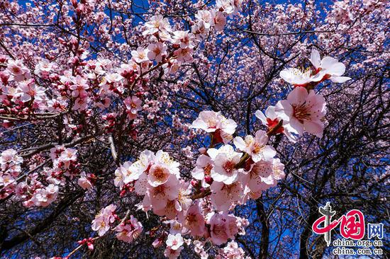 山桃红花满上头,蜀江春水拍山流。——刘禹锡《竹枝词·山桃红花满上头》 摄影 崔永江