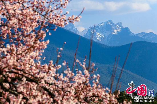 桃花春色暖先开,明媚谁人不看来。——周朴《桃花》 摄影 崔永江