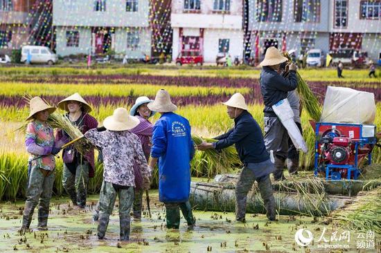 沙堤村生态水稻丰收,农民收割忙。摄影:郝亚鑫