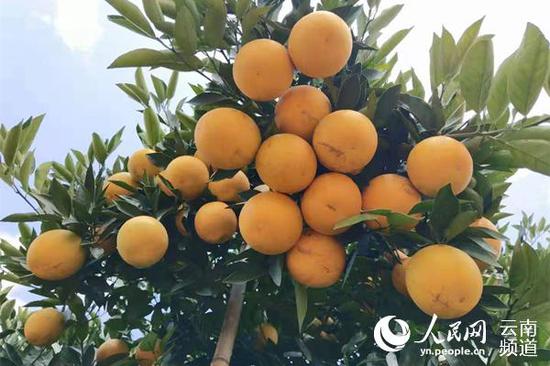 此前挂果的褚橙 供图