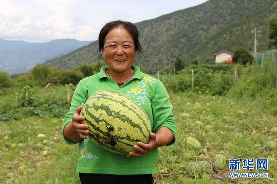 图为丽江市玉龙县石鼓镇村民收获西瓜。新华网 赵普凡 摄