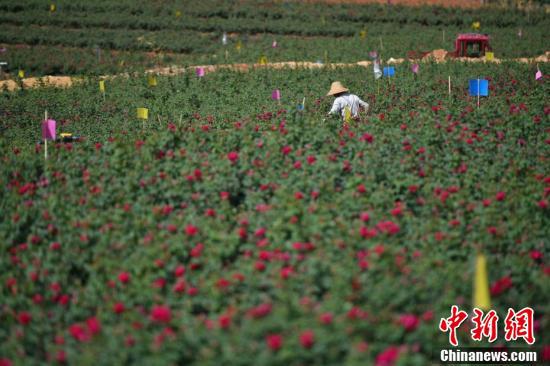 花农正在采摘食用玫瑰。