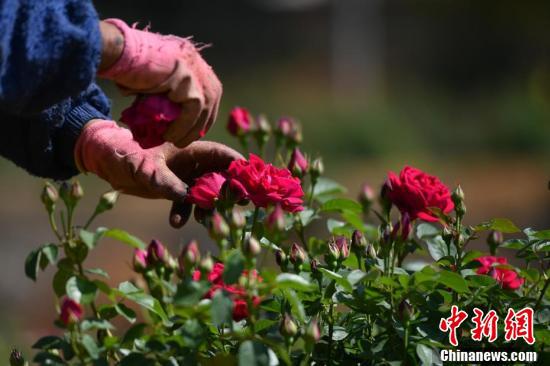 花农正在采摘食用玫瑰。