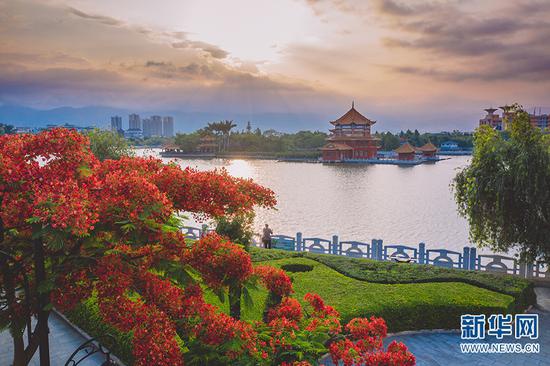 在蒙自市,凤凰花竞相绽放(摄于5月29日)。新华网发(佴斌 摄)