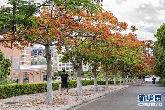 蒙自市道路两旁的凤凰花凤凰花(摄于5月29日)。新华网发(佴斌 摄)