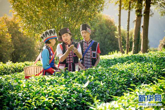 秦晓绍(中)在介绍采茶标准(摄于5月29日)。新华网发 供图