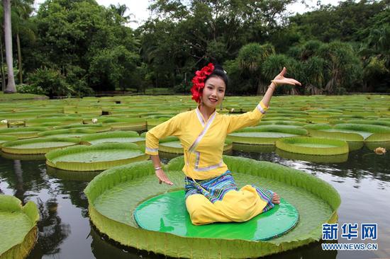 西双版纳热带植物园,王莲进入最佳观赏期,傣家姑娘莲叶上翩翩起舞(摄于7月4日)。新华网发(张娇娇 摄)