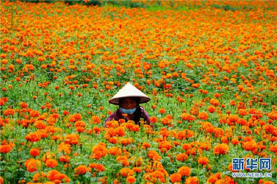 当地花农正在采摘万寿菊(7月30日摄)。新华网发(尹晓东 摄)
