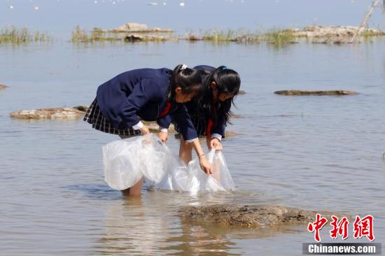 小学生放流抗浪鱼。