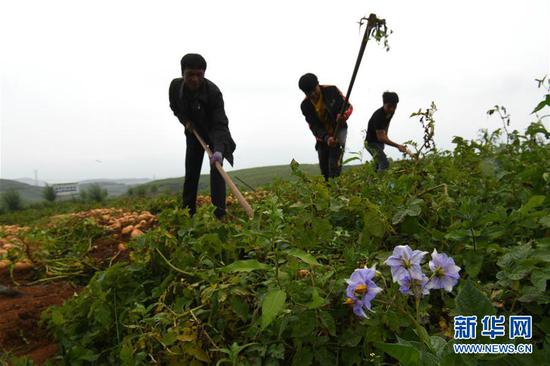 在昭阳区和永善县交界处的5万亩马铃薯高标准示范基地,村民收获马铃薯(8月8日摄)。 新华社记者 金良快 摄