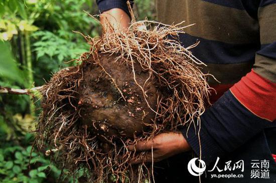 魔芋品质不错。人民网 程浩 摄