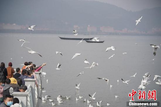红嘴鸥在滇池上空翱翔。