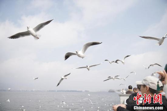 红嘴鸥在滇池上空翱翔。