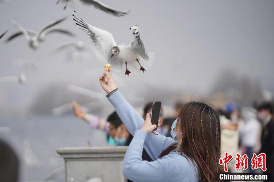 一名游客用手机抓拍红嘴鸥取食瞬间。(中新社记者 刘冉阳 摄)