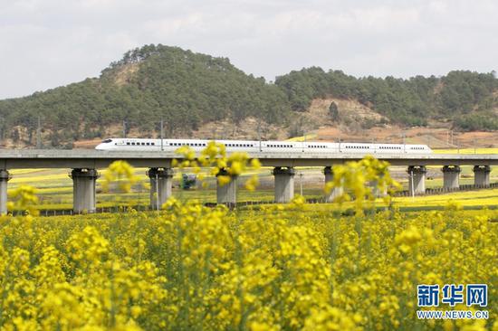 列车飞驰过油菜花海。新华网发(中国铁路昆明局集团有限公司供图)
