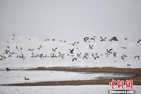 图为3月23日拍摄的纳帕海。纳帕海湿地生态修复后,冬季这里变成候鸟天堂,吸引来大量观鸟爱好者,拉动了迪庆冬季旅游市场。 中新社记者 刘冉阳 摄