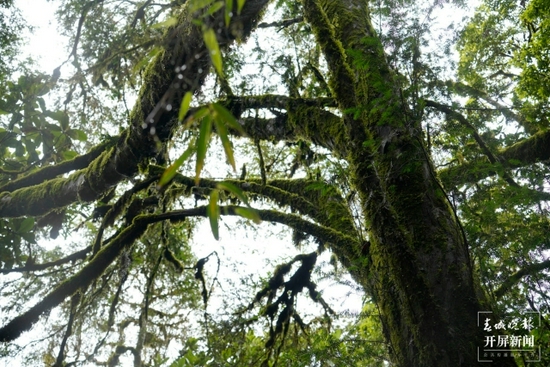 昌宁发现一株国家一级保护植物云南野生红豆杉 树龄超500年