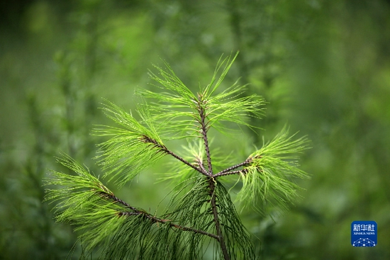 在云南省昭通市巧家县白鹤滩镇杨家湾村拍摄的一株近地移植的巧家五针松树苗(8月20日摄)。新华社发