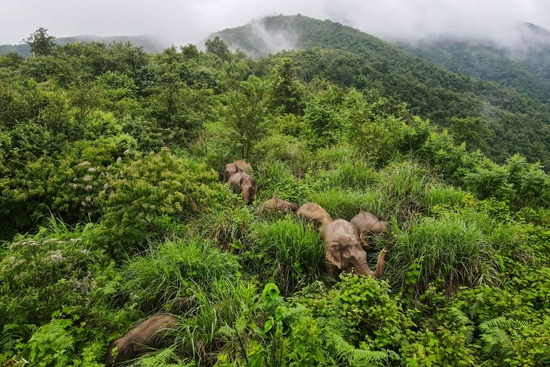  ↑8月13日在云南省普洱市墨江县境内拍摄的象群（无人机照片）。新华社发（何有刚 摄）
